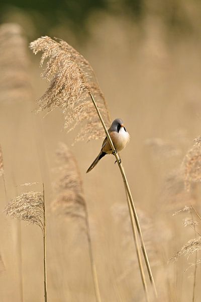 Bearded reedling by Wim van der Meule