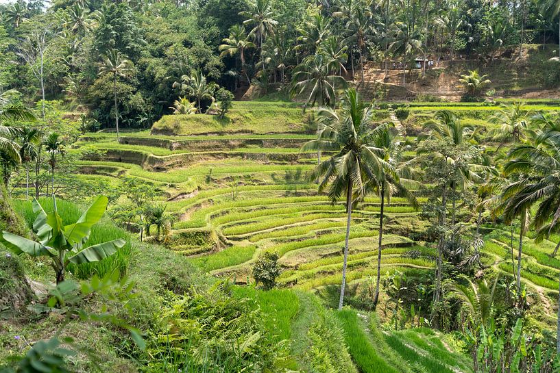 Bali rijstterrassen van Peter Schickert