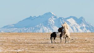 Jouer aux chevaux islandais