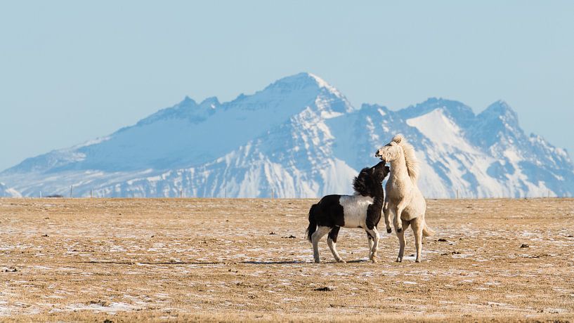 Jouer aux chevaux islandais par Denis Feiner