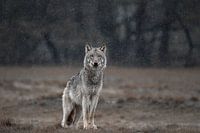 Wolf auf der Veluwe