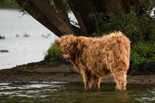 Scottish Highlander in the water by Liliane Jaspers