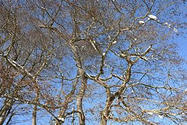 Branches by Christoph Leimer