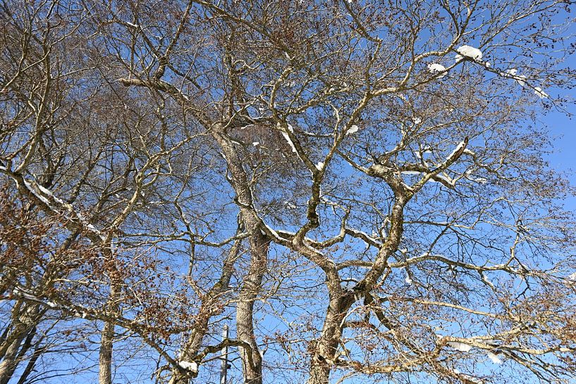 Branches by Christoph Leimer