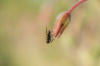 Insekt auf Wildblumen von Moetwil en van Dijk - Fotografie Miniaturansicht
