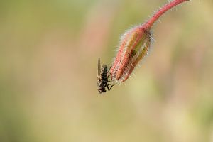 Insect op veldbloem van Moetwil en van Dijk - Fotografie