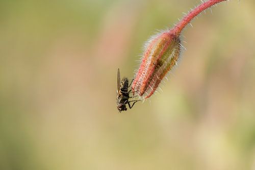 Insect op veldbloem