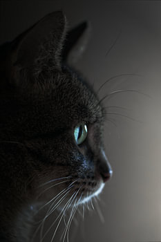Der stille Blick aus dem Schatten