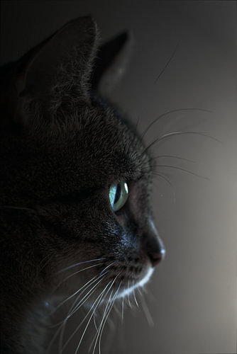 The silent gaze from the shadows