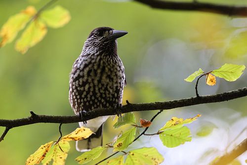 Spotted Nutcracker, Eurasian nutcracker (Nucifraga caryocatactes) Black Forest, Germany