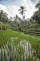 Rice fields - Ubud - Bali -Indonesia