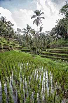 Rijstvelden - Ubud - Bali - Indonesie
