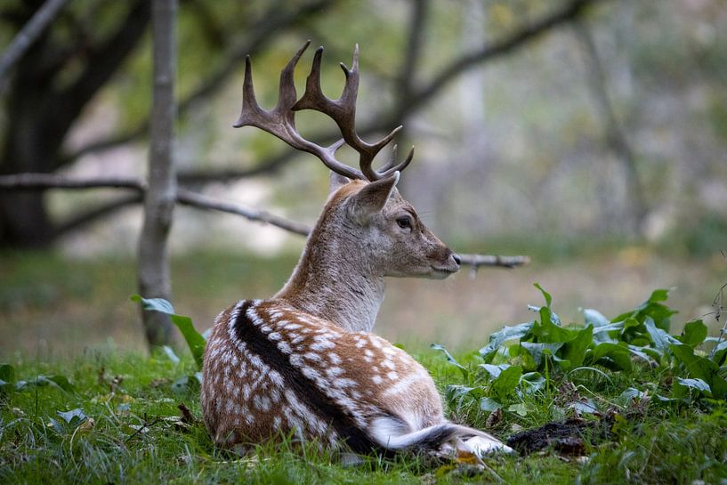 Cerf dans une réserve naturelle par Sebastian Stef