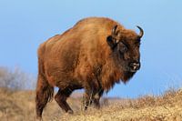 Wisent