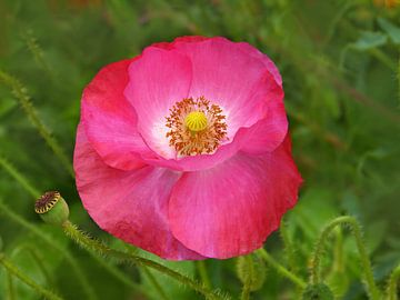 Pink-Poppy (Roze Papaver) van Caroline Lichthart