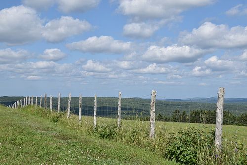 Een hek in een veld in de zomer