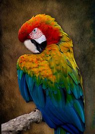 Portrait-Ara in schöner Farbkombination von Bert Hooijer