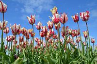 Tulpen 