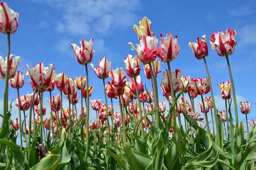 Tulpen  van Corinna Vollertsen