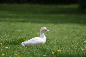 Canard blanc dans l'herbe verte sur Audrey Nijhof