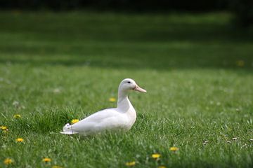 Witte eend in groen gras van Audrey Nijhof