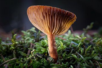 Dancing in the Dark Forest by Jos Crooymans