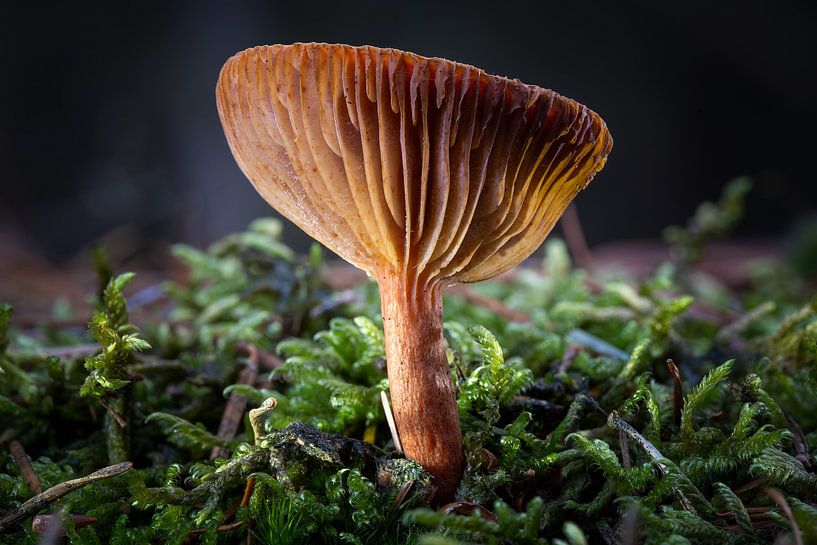 Tanzen im dunklen Wald von Jos Crooymans