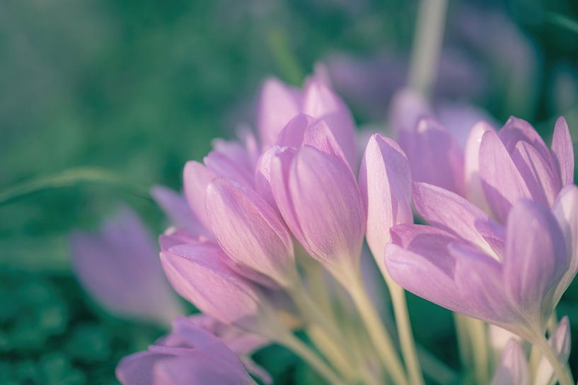 Blumen Teil 224 von Tania Perneel