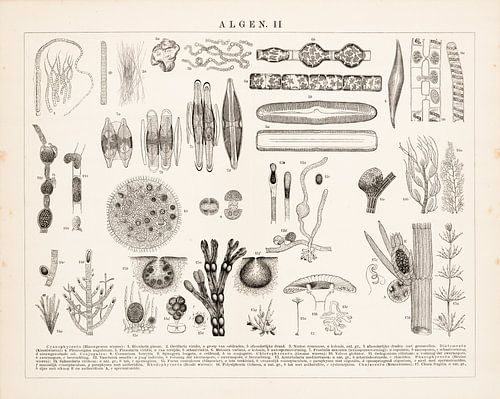 Antieke plaat met algen