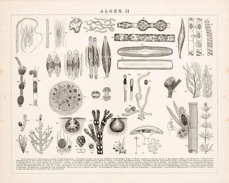 Antiker Teller mit Algen von Studio Wunderkammer