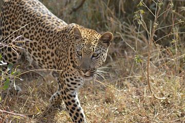 Luipaard, Zuid-Afrika by Robin de Meulder