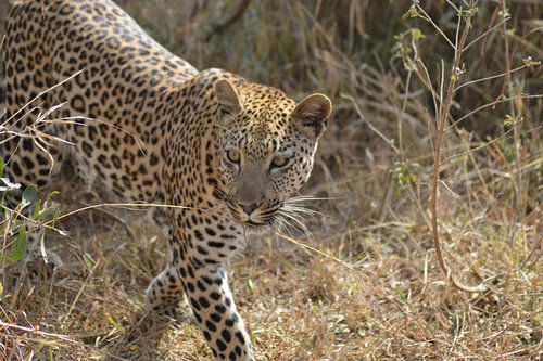 Luipaard, Zuid-Afrika