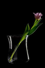 Tulip on vase by Humphry Jacobs