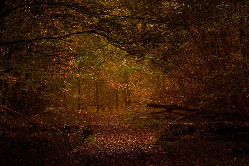 Bordered footpath in an autumnal forest by Jenco van Zalk