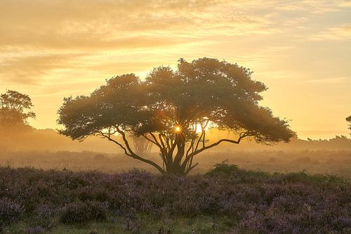 Zonsopkomst op de bloeiende paarse hei