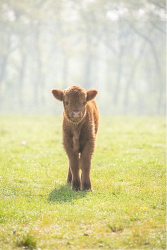 Kalf van Schotse hooglander...