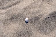 Muschel im Sand von GH Foto & Artdesign Miniaturansicht