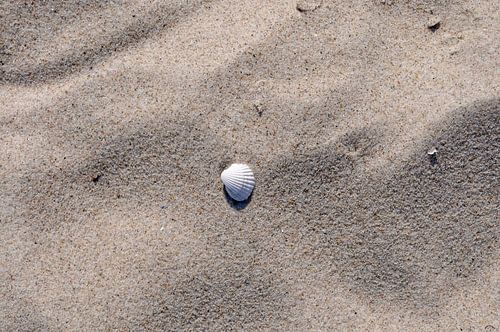 Schelp in het zand