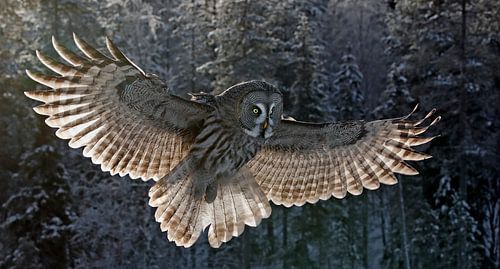 Lappland-Eule, Strix nebulosa von Beschermingswerk voor aan uw muur
