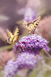 Two moments featuring the magnificent Queen’s Page butterfly by Studio Mirabelle