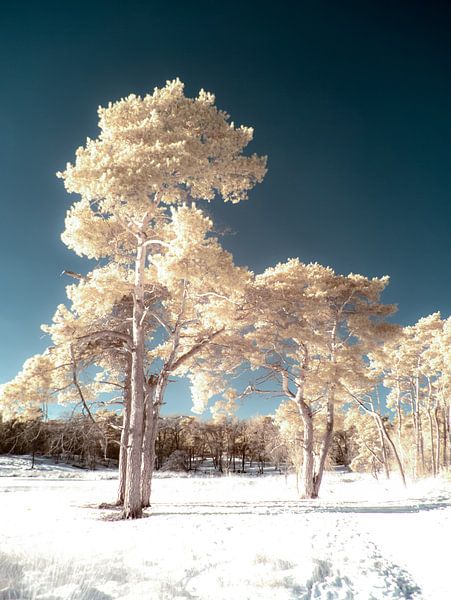 Bomen in de sneeuw van Lex Schulte