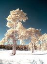 Bomen in de sneeuw van Lex Schulte thumbnail