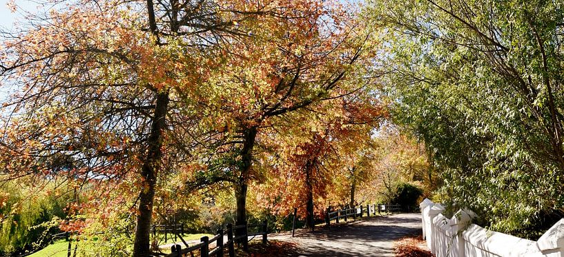 Spree Eichen im Herbst Sonnenschein von Werner Lehmann