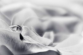 Tränen einer Rose - SW by Petra Voß