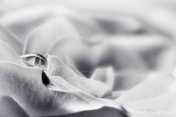 Tränen einer Rose - SW