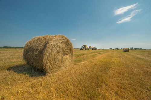 Tractor met ronde balen hooi op akker