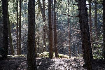 Sprookjes Bos  Schoorlse Duinen van Charlie Raemakers