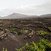 Frisgroene wijnvelden binnenland Lanzarote van Ramona Stravers