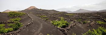 Frisgroene wijnvelden binnenland Lanzarote
