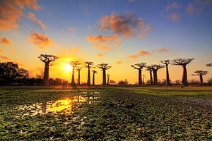 Allée des baobabs zonsondergang van Dennis van de Water